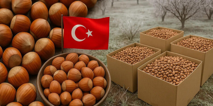 თურქეთმა თხილის ფასი 50%-ით გაზარდა – მიზეზები