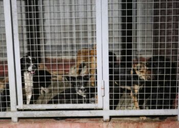 სურსათის ეროვნულმა სააგენტომ ოზურგეთის ცხოველთა თავშესაფრის კლინიკას საქმიანობა შეუჩერა (+ვიდეო)