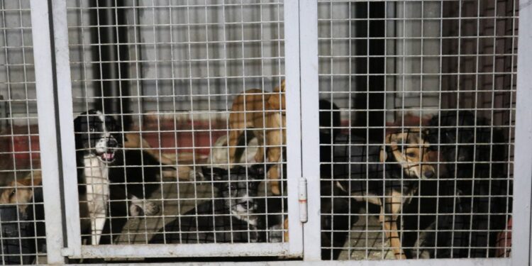 სურსათის ეროვნულმა სააგენტომ ოზურგეთის ცხოველთა თავშესაფრის კლინიკას საქმიანობა შეუჩერა (+ვიდეო)