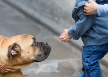 როგორ მოვიქცეთ, თუ ბავშვს ძაღლმა უკბინა: “ბევრ მშობელს არ აქვს ჩამოყალიბებული მკაფიო გეგმა, თუ როგორ უნდა იმოქმედოს ასეთი შემთხვევისას”