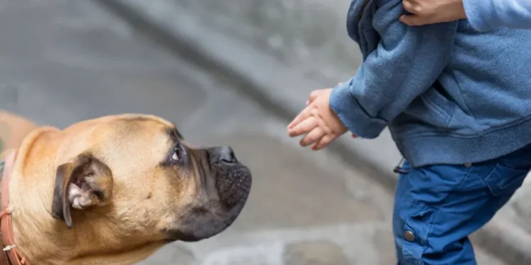 როგორ მოვიქცეთ, თუ ბავშვს ძაღლმა უკბინა: “ბევრ მშობელს არ აქვს ჩამოყალიბებული მკაფიო გეგმა, თუ როგორ უნდა იმოქმედოს ასეთი შემთხვევისას”