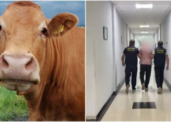 ”ქრთამს იღებდა ძროხის საყურე ნიშნების სანაცვლოდ” – დაკავებულია სურსათის ეროვნული სააგენტოს თანამშრომელი