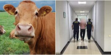 ”ქრთამს იღებდა ძროხის საყურე ნიშნების სანაცვლოდ” – დაკავებულია სურსათის ეროვნული სააგენტოს თანამშრომელი