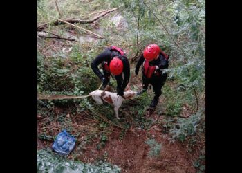 მეხანძრე-მაშველებმა ძაღლი გადაარჩინეს