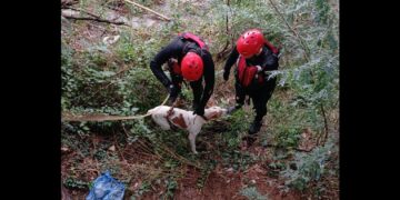 მეხანძრე-მაშველებმა ძაღლი გადაარჩინეს