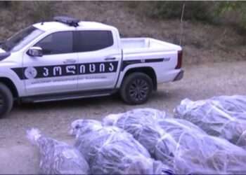 ვიდეო – პოლიციამ გურიაში და საქართველოს სხვა რეგიონებში სხვადასხვა სახის ნარკოტიკი ამოიღო, დაკავებულია 7 პირი