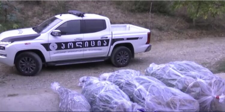 ვიდეო – პოლიციამ გურიაში და საქართველოს სხვა რეგიონებში სხვადასხვა სახის ნარკოტიკი ამოიღო, დაკავებულია 7 პირი