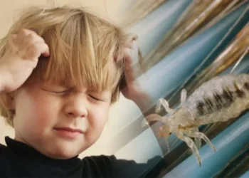 ტილების მოსაშორებელი ყველაზე ეფექტური მეთოდები, რომლებიც ბავშვებთან გამოგადგებათ: “კლავს როგორც ზრდასრულ ტილებს, ისე კვერცხებს”