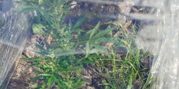 პოლონეთში, კანაფის მოყვანის ბრალდებით ქართველი კაცი დააკავეს