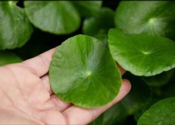 მეცნიერებმა თმის ცვენის სამკურნალო მარტივი გზა იპოვეს, რომელსაც სწრაფი მოქმედება აქვს