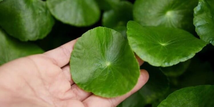 მეცნიერებმა თმის ცვენის სამკურნალო მარტივი გზა იპოვეს, რომელსაც სწრაფი მოქმედება აქვს