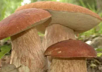 ტოქსიკოლოგი – საქართველოში სოკოთი მოწამვლის შემთხვევები გახშირდა – საკვებად ვარგისი სოკოს გვერდით იზრდება მისი შხამიანი ორეულები, რომლებიც ძალიან ძნელი გასარჩევია