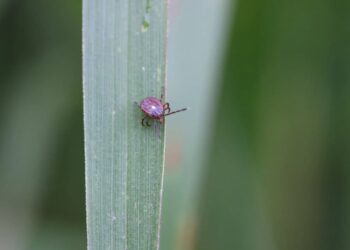 აშშ-ში ტკიპის ნაკბენით გამოწვეული ხორცის ალერგიის პირველი სასიკვდილო შემთხვევა დაფიქსირდა