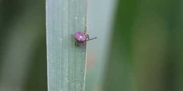 აშშ-ში ტკიპის ნაკბენით გამოწვეული ხორცის ალერგიის პირველი სასიკვდილო შემთხვევა დაფიქსირდა