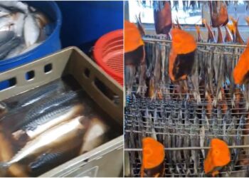 თევზის შესაბოლ საწარმოებში კრიტიკული შეუსაბამობები გამოვლინდა