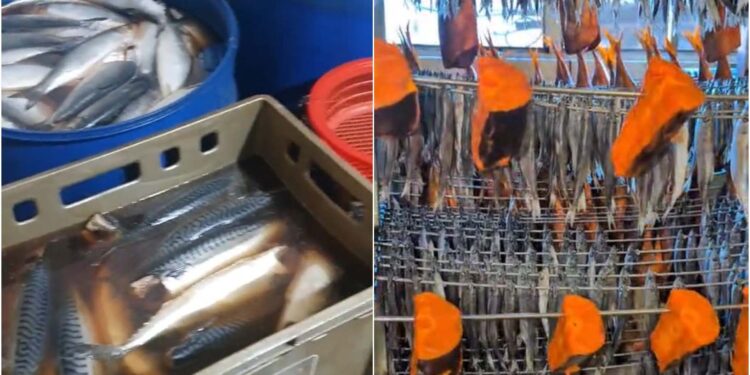 თევზის შესაბოლ საწარმოებში კრიტიკული შეუსაბამობები გამოვლინდა