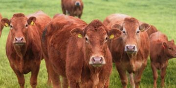 ნიდერლანდების მოქალაქეს სამცხე-ჯავახეთში პირუტყვი უკანონოდ გაუყიდეს