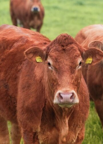 ნიდერლანდების მოქალაქეს სამცხე-ჯავახეთში პირუტყვი უკანონოდ გაუყიდეს