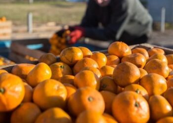 წელს ციტრუსის მოსავალი ძალიან ცუდია – „აგრო ინვესტ სერვისი”