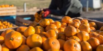 წელს ციტრუსის მოსავალი ძალიან ცუდია – „აგრო ინვესტ სერვისი”