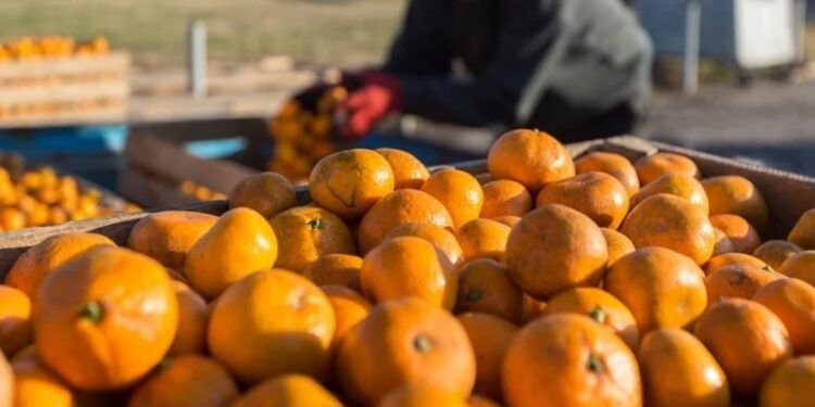 წელს ციტრუსის მოსავალი ძალიან ცუდია – „აგრო ინვესტ სერვისი”
