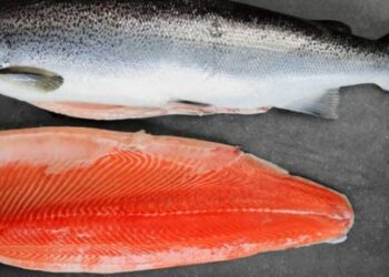 კალმახს კვებისას საღებავებს უმატებენ და ორაგულად ასაღებენ — “რადიო თავისუფლების” ჟურნალისტური გამოძიება