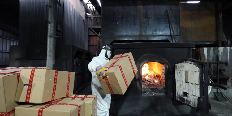 ვიდეო – შსს-მ 926 კილოგრამი ნარკოტიკული საშუალებები გაანადგურა