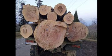 ბახმაროში უკანონო ტყითსარგებლობის ფაქტი გამოავლინეს