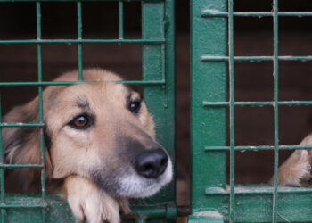 რა ვალდებულებები ეკისრებათ შინაური ცხოველების მეპატრონეებს 1 იანვრიდან