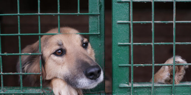 რა ვალდებულებები ეკისრებათ შინაური ცხოველების მეპატრონეებს 1 იანვრიდან