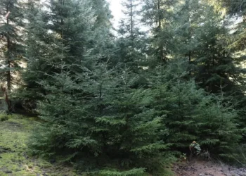 ახალი წლის მოახლოებასთან დაკავშირებით ნაძვის მოჭრაზე კანონმდებლობა მკაცრდება