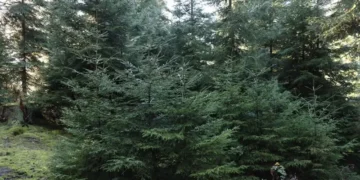 ახალი წლის მოახლოებასთან დაკავშირებით ნაძვის მოჭრაზე კანონმდებლობა მკაცრდება