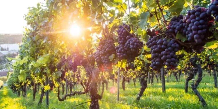 ვენახის სამეწარმეო მიზნით გაშენებას თანხმობა დასჭირდება