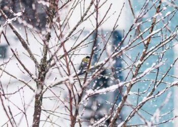 როგორი ამინდი იქნება საქართველოში უახლოეს დღეებში