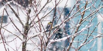 როგორი ამინდი იქნება საქართველოში უახლოეს დღეებში