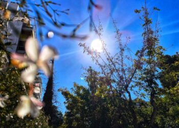 როგორი ამინდი იქნება შობის დღესასწაულზე საქართველოში