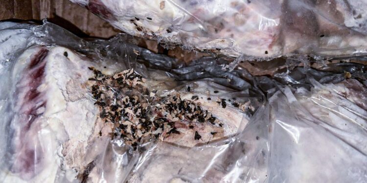 შსს-ს და თავდაცვის თანამშრომლებს უვარგის კონსერვებს აწვდიდა – საგამოძიებომ 1 პირი დააკავა