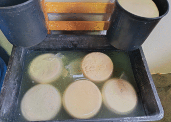 საქართველოს 3 რეგიონში რძის გადამამუშავებელი არალეგალური საწარმოები გამოავლინეს