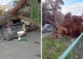 თბილისში ძლიერი ქარის შედეგად ხე წაიქცა და ავტომობილს დაეცა
