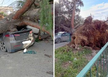 თბილისში ძლიერი ქარის შედეგად ხე წაიქცა და ავტომობილს დაეცა