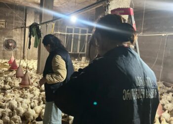 აჭარასა და იმერეთში ფრინველის 2 არალეგალური სასაკლაო გამომავლინეთ – სეს