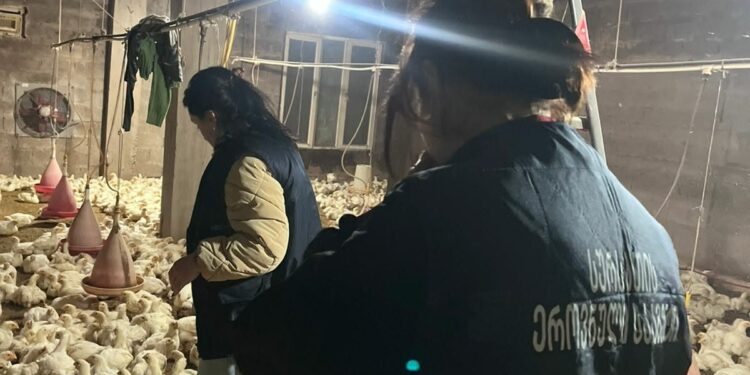 აჭარასა და იმერეთში ფრინველის 2 არალეგალური სასაკლაო გამომავლინეთ – სეს