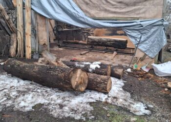 ოზურგეთის მუნიციპალიტეტში არარეგისტრირებული სახერხი საამქრო გამოავლინეს