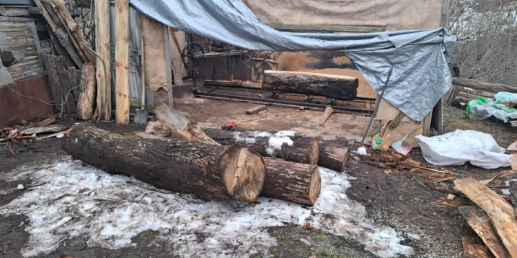 ოზურგეთის მუნიციპალიტეტში არარეგისტრირებული სახერხი საამქრო გამოავლინეს