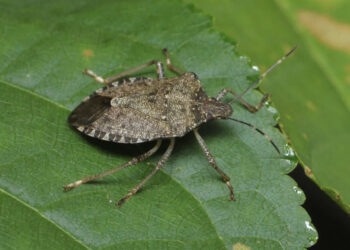 მთავრობამ აზიური ფაროსანას წინააღმდეგ ბრძოლის 2026 წლის პროგრამა დაამტკიცა