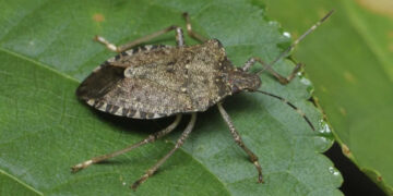 მთავრობამ აზიური ფაროსანას წინააღმდეგ ბრძოლის 2026 წლის პროგრამა დაამტკიცა