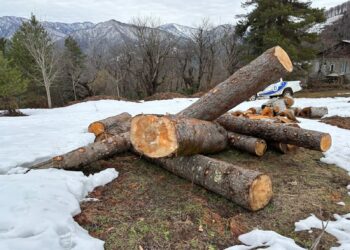 გურიაში უკანონო ტყითსარგებლობის ფაქტები გამოავლინეს