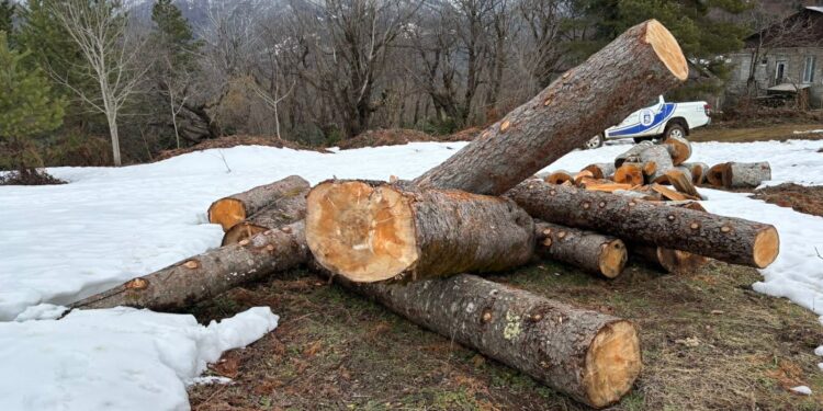 გურიაში უკანონო ტყითსარგებლობის ფაქტები გამოავლინეს