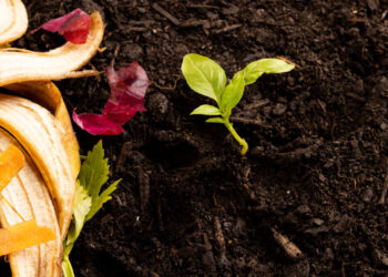 რატომ კომპოსტირება?