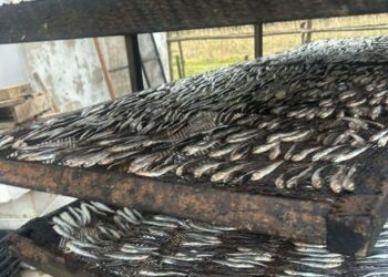 სეს-მა თევზის შესაბოლ არალეგალურ საწარმოში კრიტიკული შეუსაბამობები გამოავლინა